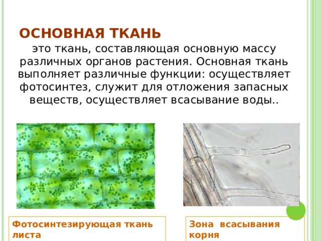 ОСНОВНАЯ ТКАНЬ это ткань, составляющая основную массу различных органов растения. Основная ткань выполняет различные функции: осуществляет фотосинтез, служит для отложения запасных веществ, осуществляет всасывание воды..  Фотосинтезирующая ткань листа  Зона всасывания корня  