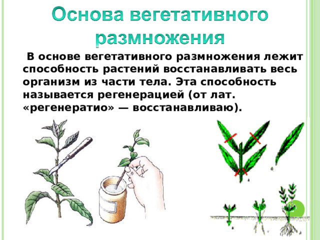   В основе вегетативного размножения лежит способность растений восстанавливать весь организм из части тела. Эта способность называется регенерацией (от лат. «регенератио» — восстанавливаю). 