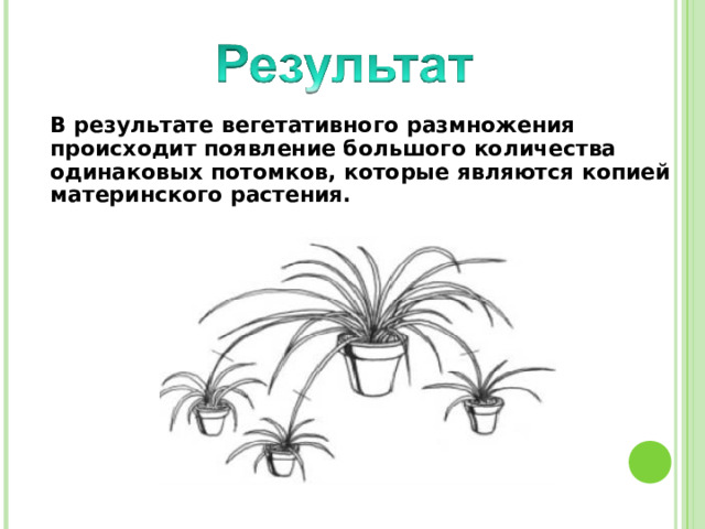  В результате вегетативного размножения происходит появление большого количества одинаковых потомков, которые являются копией материнского растения. 