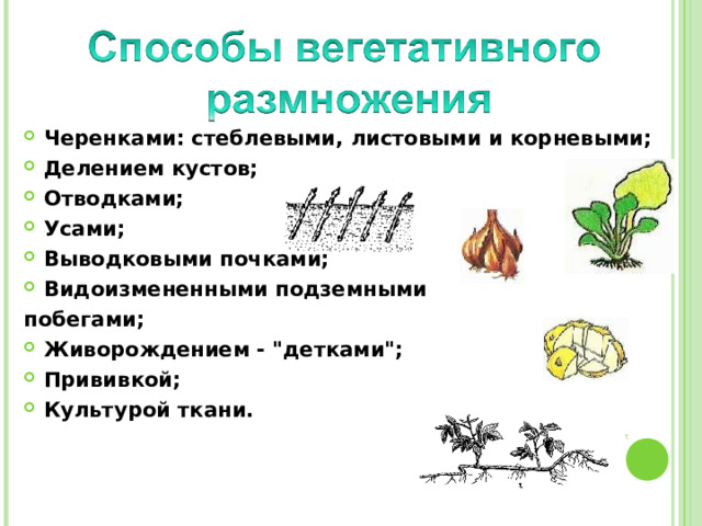 Черенками: стеблевыми, листовыми и корневыми; Делением кустов; Отводками; Усами; Выводковыми почками; Видоизмененными подземными побегами; Живорождением - 