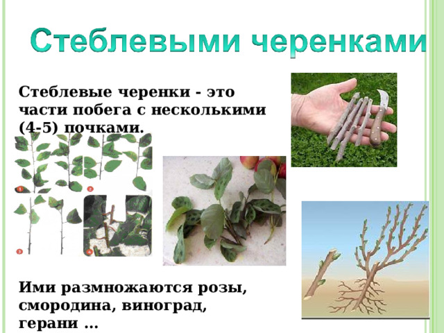 Стеблевые черенки - это части побега с несколькими (4-5) почками.         Ими размножаются розы, смородина, виноград, герани ... 