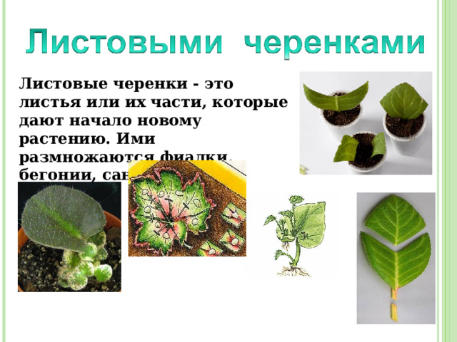 Листовые черенки - это листья или их части, которые дают начало новому растению. Ими размножаются фиалки, бегонии, сансевьера ... 