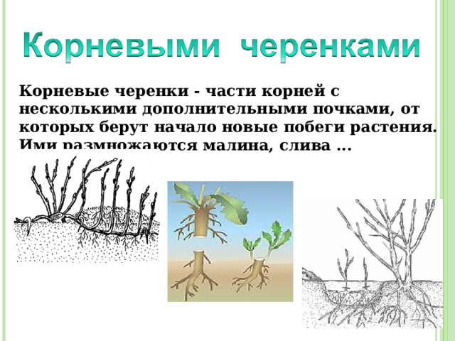 Корневые черенки - части корней с несколькими дополнительными почками, от которых берут начало новые побеги растения. Ими размножаются малина, слива ... 