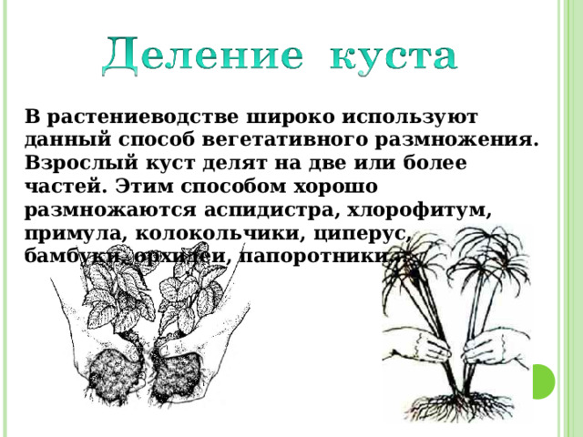 В растениеводстве широко используют данный способ вегетативного размножения. Взрослый куст делят на две или более частей. Этим способом хорошо размножаются аспидистра, хлорофитум,  примула, колокольчики, циперус, бамбуки, орхидеи, папоротники… 