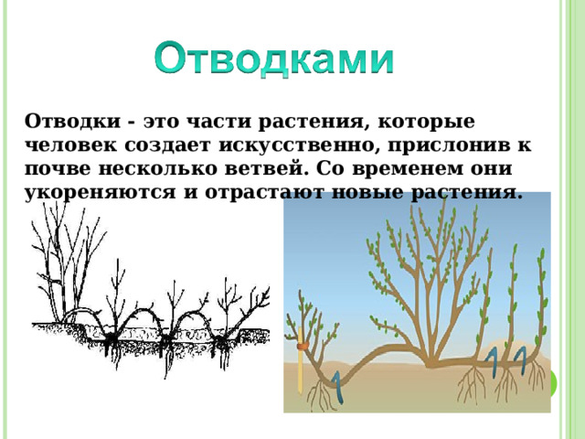 Отводки - это части растения, которые человек создает искусственно, прислонив к почве несколько ветвей. Со временем они укореняются и отрастают новые растения. 