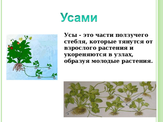Усы - это части ползучего стебля, которые тянутся от взрослого растения и укореняются в узлах, образуя молодые растения. 