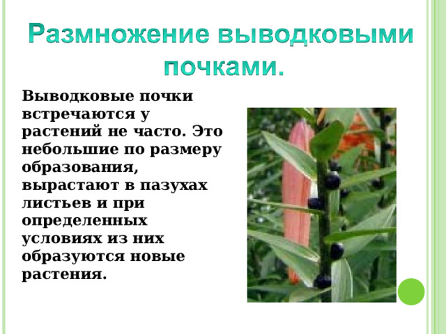 Выводковые почки встречаются у растений не часто. Это небольшие по размеру образования, вырастают в пазухах листьев и при определенных условиях из них образуются новые растения. 