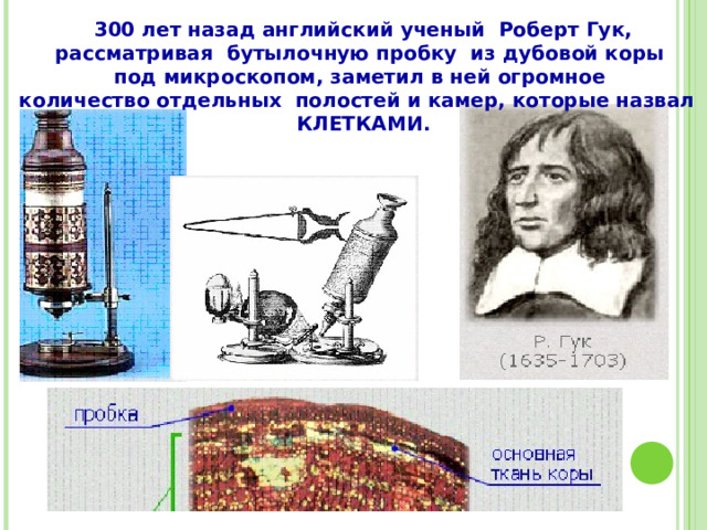  300 лет назад английский ученый Роберт Гук, рассматривая бутылочную пробку из дубовой коры под микроскопом, заметил в ней огромное количество отдельных полостей и камер, которые назвал   КЛЕТКАМИ. 