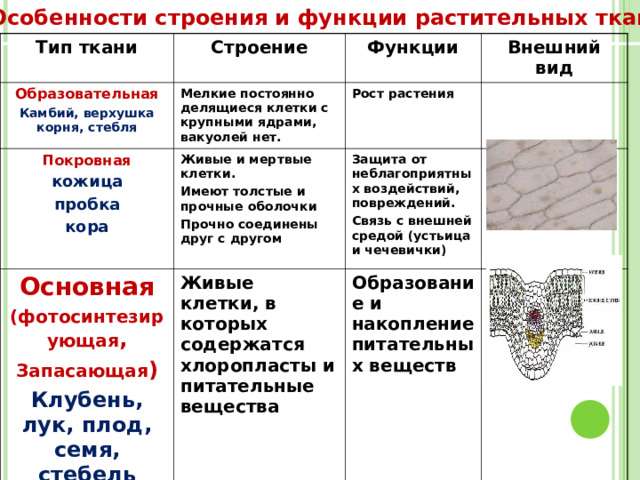 Особенности строения и функции растительных тканей Тип ткани Строение Образовательная Функции Мелкие постоянно делящиеся клетки с крупными ядрами, вакуолей нет. Покровная Камбий, верхушка корня, стебля Внешний вид Рост растения  кожица пробка кора Живые и мертвые клетки. Имеют толстые и прочные оболочки Прочно соединены друг с другом  Основная (фотосинтезирующая , Запасающая ) Защита от неблагоприятных воздействий, повреждений. Связь с внешней средой (устьица и чечевички) Клубень, лук, плод, семя, стебель Живые клетки, в которых содержатся хлоропласты и питательные вещества  Образование и накопление питательных веществ 