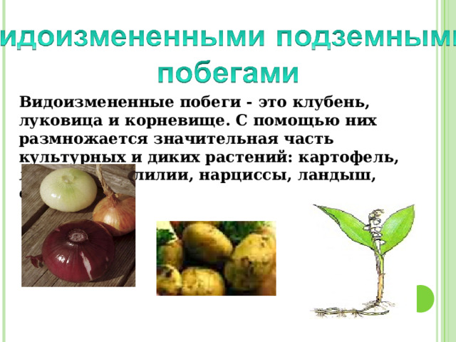  Видоизмененные побеги - это клубень, луковица и корневище. С помощью них размножается значительная часть культурных и диких растений: картофель, лук, чеснок, лилии, нарциссы, ландыш, сорняки. 