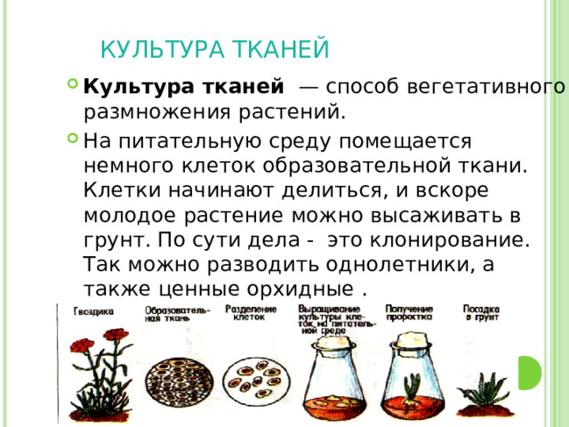  КУЛЬТУРА ТКАНЕЙ   Культура тканей  — способ вегетативного размножения растений. На питательную среду помещается немного клеток образовательной ткани. Клетки начинают делиться, и вскоре молодое растение можно высаживать в грунт. По сути дела - это клонирование. Так можно разводить однолетники, а также ценные орхидные .  