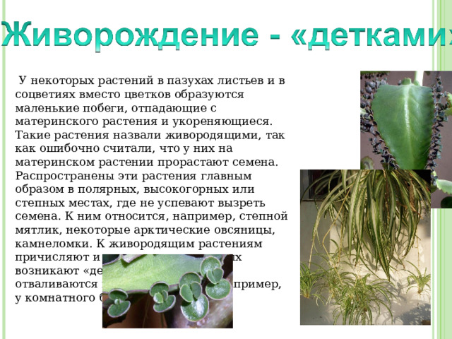  У некоторых растений в пазухах листьев и в соцветиях вместо цветков образуются маленькие побеги, отпадающие с материнского растения и укореняющиеся. Такие растения назвали живородящими, так как ошибочно считали, что у них на материнском растении прорастают семена. Распространены эти растения главным образом в полярных, высокогорных или степных местах, где не успевают вызреть семена. К ним относится, например, степной мятлик, некоторые арктические овсяницы, камнеломки. К живородящим растениям причисляют и те, на листьях которых возникают «детки», которые затем отваливаются и прорастают, как, например, у комнатного бриофиллума. 
