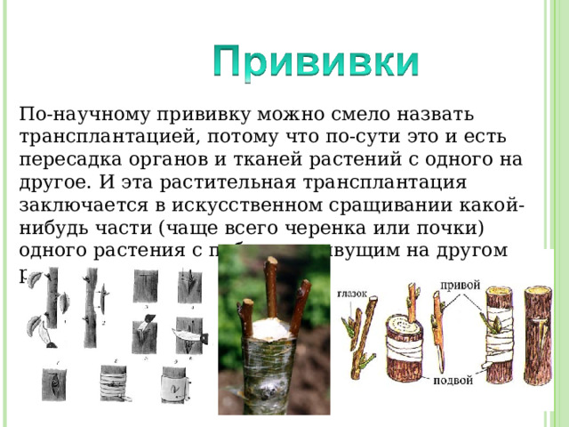 По-научному прививку можно смело назвать трансплантацией, потому что по-сути это и есть пересадка органов и тканей растений с одного на другое. И эта растительная трансплантация заключается в искусственном сращивании какой-нибудь части (чаще всего черенка или почки) одного растения с побегом, живущим на другом растении. 