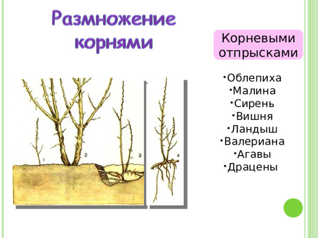 Корневыми отпрысками Облепиха Малина Сирень Вишня Ландыш Валериана Агавы Драцены  