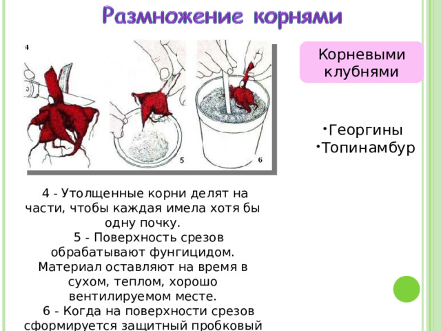 Корневыми клубнями Георгины Топинамбур   4 - Утолщенные корни делят на части, чтобы каждая имела хотя бы одну почку.  5 - Поверхность срезов обрабатывают фунгицидом. Материал оставляют на время в сухом, теплом, хорошо вентилируемом месте.  6 - Когда на поверхности срезов сформируется защитный пробковый слой, черенки высаживают. 