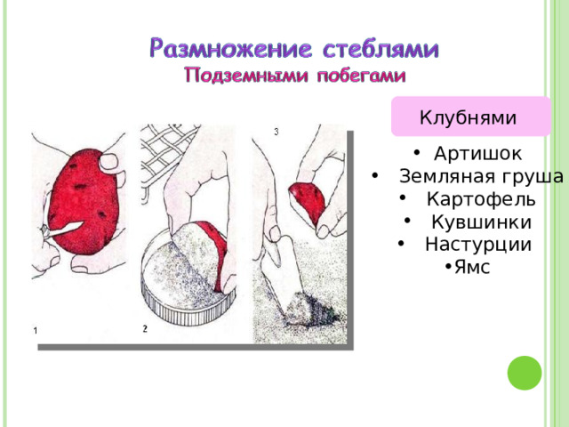 Клубнями  Артишок  Земляная груша  Картофель  Кувшинки  Настурции Ямс 