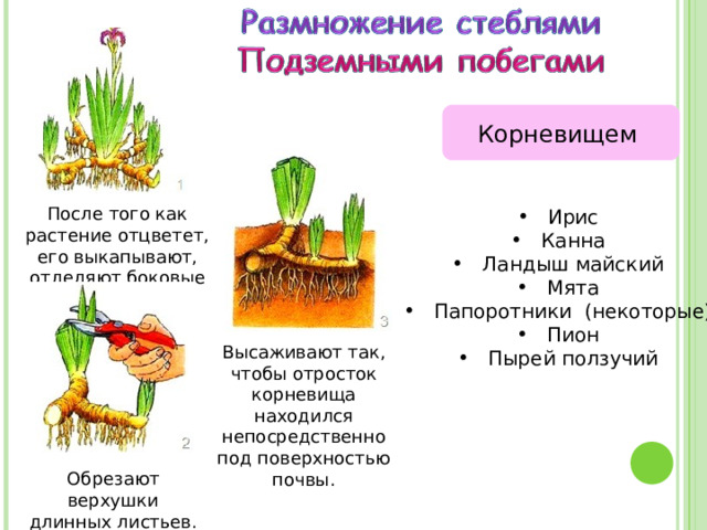 Корневищем  Ирис  Канна  Ландыш майский  Мята  Папоротники (некоторые)  Пион  Пырей ползучий После того как растение отцветет, его выкапывают, отделяют боковые отростки. Высаживают так, чтобы отросток корневища находился непосредственно под поверхностью почвы. Обрезают верхушки длинных листьев. 