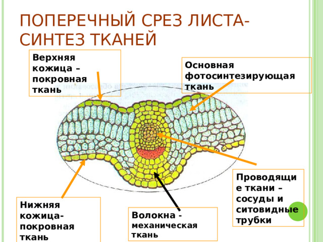 ПОПЕРЕЧНЫЙ СРЕЗ ЛИСТА-  СИНТЕЗ ТКАНЕЙ Верхняя кожица – покровная ткань Основная фотосинтезирующая ткань Проводящие ткани – сосуды и ситовидные трубки Нижняя кожица-покровная ткань Волокна -механическая ткань 