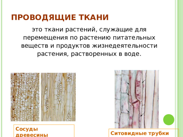 ПРОВОДЯЩИЕ ТКАНИ это ткани растений, служащие для перемещения по растению питательных веществ и продуктов жизнедеятельности растения, растворенных в воде. Сосуды древесины  Ситовидные трубки коры  