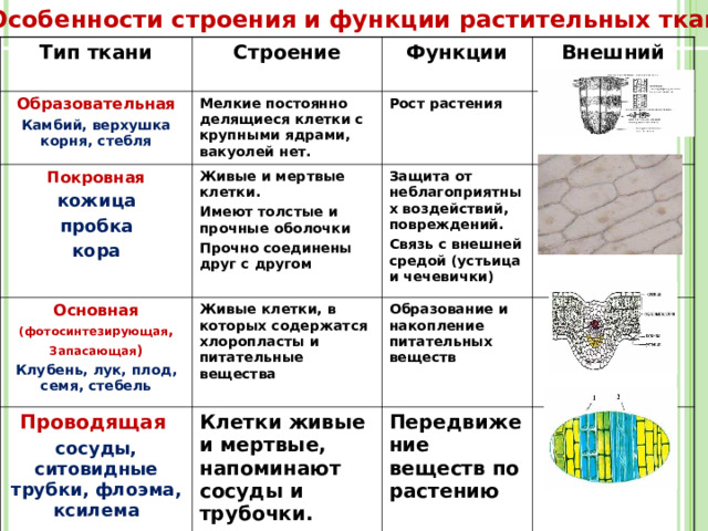 Особенности строения и функции растительных тканей Тип ткани Строение Образовательная Функции Камбий, верхушка корня, стебля Мелкие постоянно делящиеся клетки с крупными ядрами, вакуолей нет. Покровная Внешний вид Рост растения  кожица пробка кора Живые и мертвые клетки. Имеют толстые и прочные оболочки Прочно соединены друг с другом  Основная (фотосинтезирующая , Запасающая ) Проводящая Защита от неблагоприятных воздействий, повреждений. Связь с внешней средой (устьица и чечевички) Живые клетки, в которых содержатся хлоропласты и питательные вещества  Клубень, лук, плод, семя, стебель Образование и накопление питательных веществ сосуды, ситовидные трубки, флоэма, ксилема Клетки живые и мертвые, напоминают сосуды и трубочки. Передвижение веществ по растению 