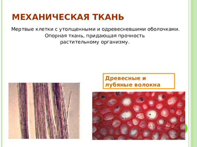 МЕХАНИЧЕСКАЯ ТКАНЬ Мертвые клетки с утолщенными и одревесневшими оболочками. Опорная ткань, придающая прочность растительному организму. Древесные и лубяные волокна 