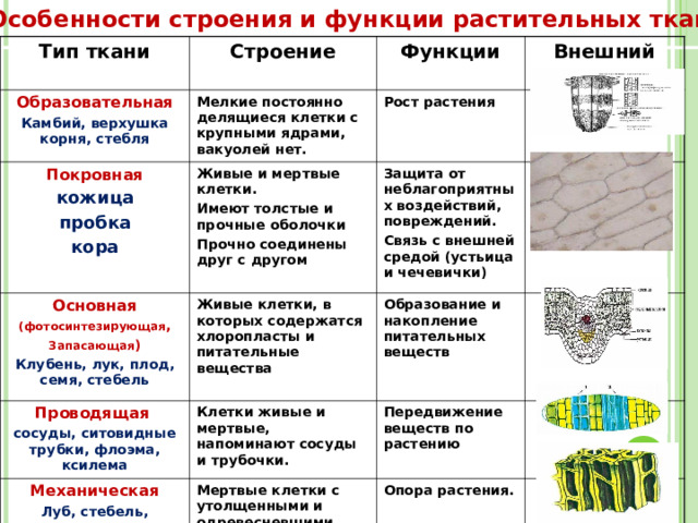 Особенности строения и функции растительных тканей Тип ткани Строение Образовательная Функции Камбий, верхушка корня, стебля Мелкие постоянно делящиеся клетки с крупными ядрами, вакуолей нет. Покровная Внешний вид Рост растения  кожица пробка кора Живые и мертвые клетки. Имеют толстые и прочные оболочки Прочно соединены друг с другом  Основная (фотосинтезирующая , Запасающая ) Проводящая Клубень, лук, плод, семя, стебель Живые клетки, в которых содержатся хлоропласты и питательные вещества  Защита от неблагоприятных воздействий, повреждений. Связь с внешней средой (устьица и чечевички) Образование и накопление питательных веществ сосуды, ситовидные трубки, флоэма, ксилема Клетки живые и мертвые, напоминают сосуды и трубочки. Механическая Передвижение веществ по растению Луб, стебель, черешок, жилки листьев Мертвые клетки с утолщенными и одревесневшими оболочками Опора растения.   