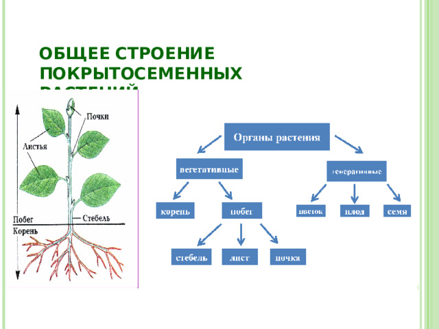 ОБЩЕЕ СТРОЕНИЕ ПОКРЫТОСЕМЕННЫХ РАСТЕНИЙ 