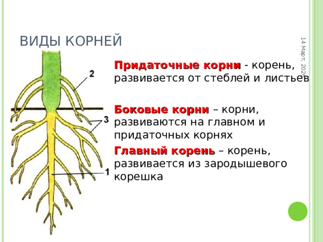 14 Март, 2026 ВИДЫ КОРНЕЙ Придаточные корни  - корень, развивается от стеблей и листьев Боковые корни – корни, развиваются на главном и придаточных корнях Главный корень – корень, развивается из зародышевого корешка 