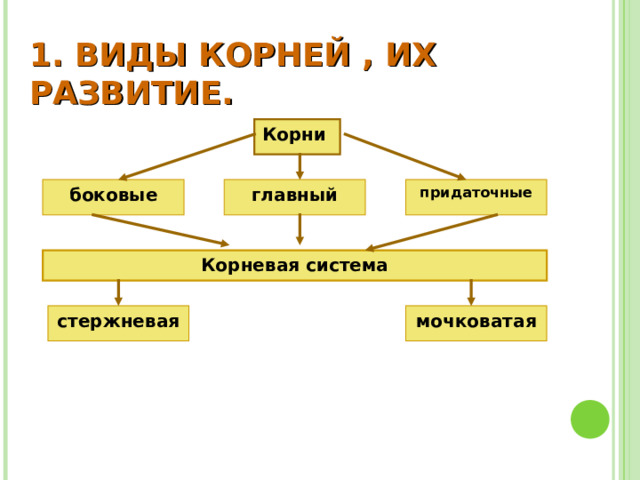 1. ВИДЫ КОРНЕЙ , ИХ РАЗВИТИЕ. Корни придаточные боковые главный Корневая система стержневая мочковатая 