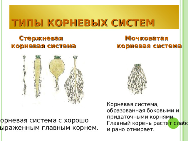 ТИПЫ КОРНЕВЫХ СИСТЕМ Стержневая корневая система Мочковатая корневая система Корневая система, образованная боковыми и придаточными корнями. Главный корень растет слабо и рано отмирает. Корневая система с хорошо выраженным главным корнем. 
