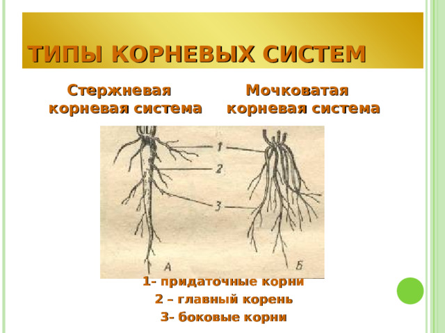 ТИПЫ КОРНЕВЫХ СИСТЕМ Стержневая корневая система Мочковатая корневая система 1- придаточные корни 2 – главный корень 3- боковые корни 