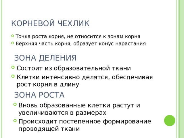 КОРНЕВОЙ ЧЕХЛИК Точка роста корня, не относится к зонам корня Верхняя часть корня, образует конус нарастания ЗОНА ДЕЛЕНИЯ Состоит из образовательной ткани Клетки интенсивно делятся, обеспечивая рост корня в длину ЗОНА РОСТА Вновь образованные клетки растут и увеличиваются в размерах Происходит постепенное формирование проводящей ткани 