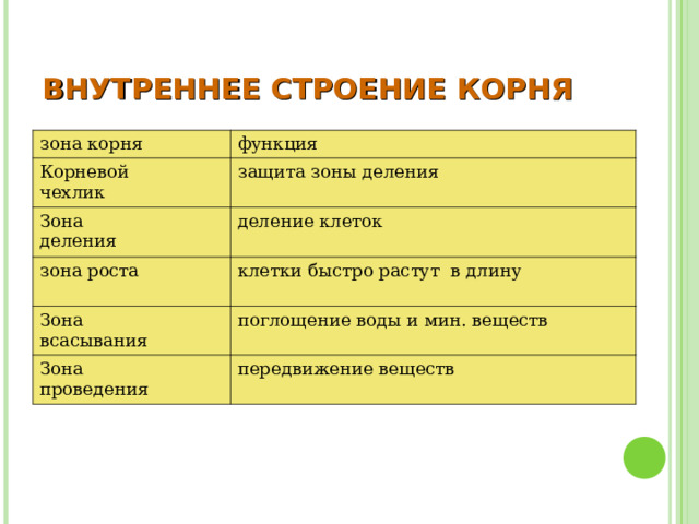 ВНУТРЕННЕЕ СТРОЕНИЕ КОРНЯ зона корня функция Корневой чехлик защита зоны деления Зона деления деление клеток зона роста клетки быстро растут в длину Зона всасывания поглощение воды и мин. веществ Зона проведения передвижение веществ 