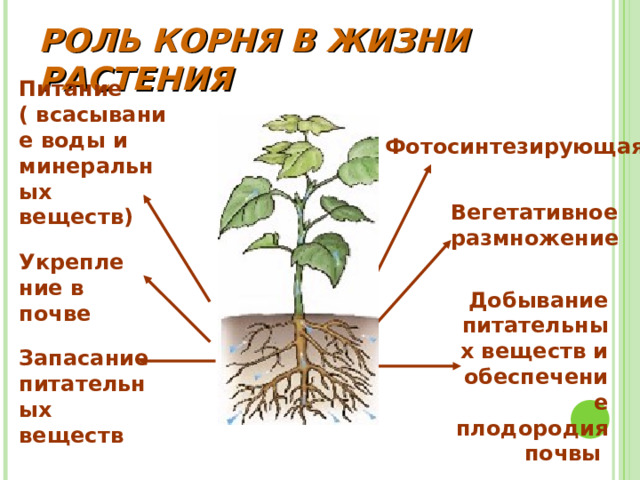 РОЛЬ КОРНЯ В ЖИЗНИ РАСТЕНИЯ  Питание ( всасывание воды и минеральных веществ) Фотосинтезирующая Вегетативное размножение Укрепление в почве Добывание питательных веществ и обеспечение плодородия почвы Запасание питательных веществ 