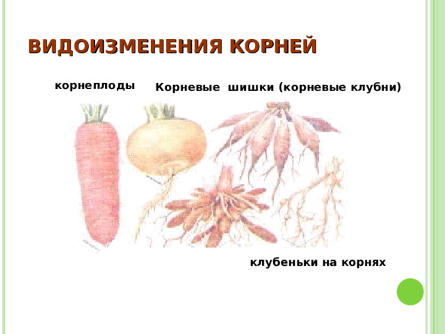 ВИДОИЗМЕНЕНИЯ КОРНЕЙ корнеплоды Корневые шишки (корневые клубни) клубеньки на корнях 