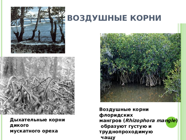 ВОЗДУШНЫЕ КОРНИ Воздушные корни флоридских мангров ( Rhizophora mangle )  образуют густую и труднопроходимую  чащу Дыхательные корни дикого мускатного ореха 