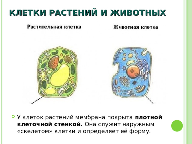 КЛЕТКИ РАСТЕНИЙ И ЖИВОТНЫХ У клеток растений мембрана покрыта плотной клеточной стенкой. Она служит наружным «скелетом» клетки и определяет её форму. 