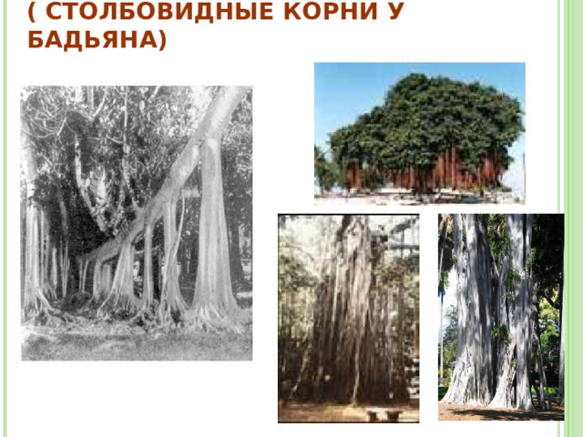КОРНИ-ПОДПОРКИ  ( СТОЛБОВИДНЫЕ КОРНИ У БАДЬЯНА) 