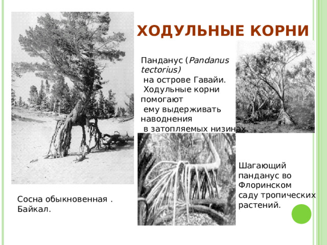 ХОДУЛЬНЫЕ КОРНИ Панданус ( Pandanus tectorius)  на острове Гавайи.  Ходульные корни помогают  ему выдерживать наводнения  в затопляемых низинах. Шагающий панданус во Флоринском саду тропических растений. Сосна обыкновенная . Байкал. 