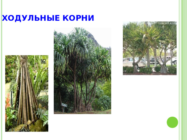 ХОДУЛЬНЫЕ КОРНИ 