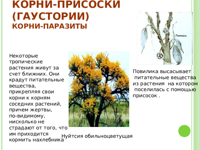 КОРНИ-ПРИСОСКИ (ГАУСТОРИИ)  КОРНИ-ПАРАЗИТЫ Некоторые тропические растения живут за счет ближних. Они крадут питательные вещества, прикрепляя свои корни к корням соседних растений, причем жертвы, по-видимому, нисколько не страдают от того, что им приходится кормить нахлебника Повилика высасывает  питательные вещества из растения на котором  поселилась с помощью присосок . Нуйтсия обильноцветущая 