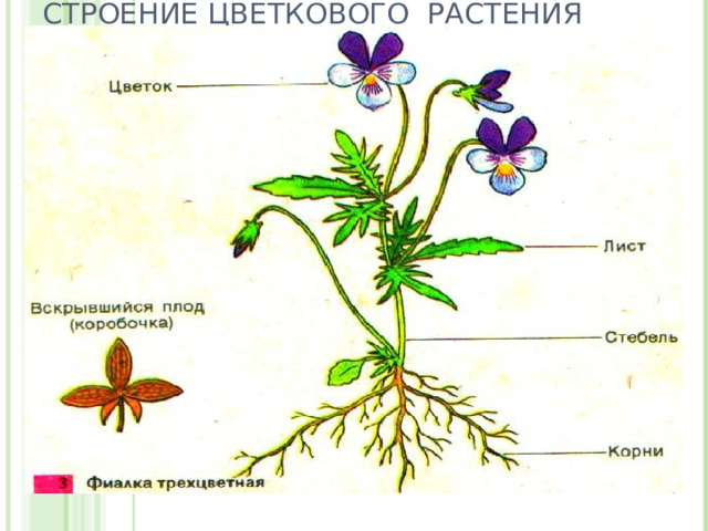 СТРОЕНИЕ ЦВЕТКОВОГО РАСТЕНИЯ (ОРГАНЫ) 