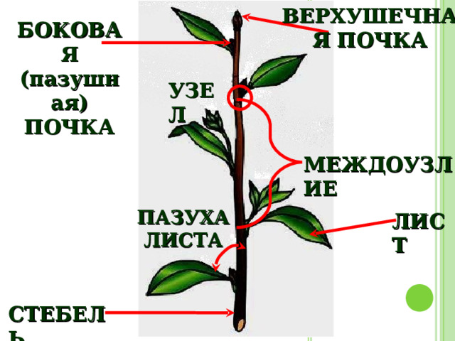 ВЕРХУШЕЧНАЯ ПОЧКА БОКОВАЯ (пазушная) ПОЧКА УЗЕЛ МЕЖДОУЗЛИЕ ПАЗУХА ЛИСТА ЛИСТ СТЕБЕЛЬ 