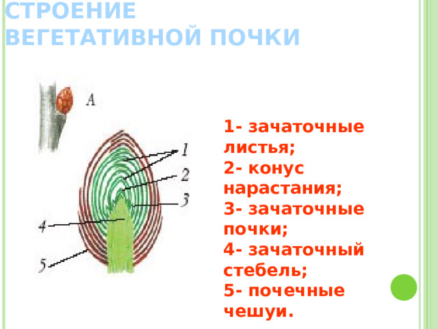 СТРОЕНИЕ ВЕГЕТАТИВНОЙ ПОЧКИ 1- зачаточные листья; 2- конус нарастания; 3- зачаточные почки; 4- зачаточный стебель; 5- почечные чешуи. 