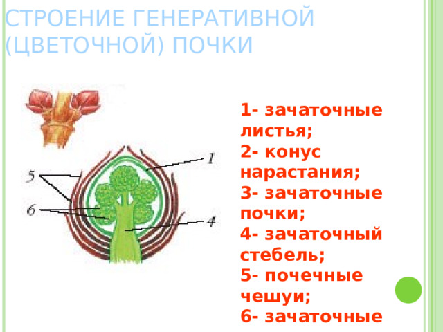 СТРОЕНИЕ ГЕНЕРАТИВНОЙ (ЦВЕТОЧНОЙ) ПОЧКИ 1- зачаточные листья; 2- конус нарастания; 3- зачаточные почки; 4- зачаточный стебель; 5- почечные чешуи; 6- зачаточные цветки. 