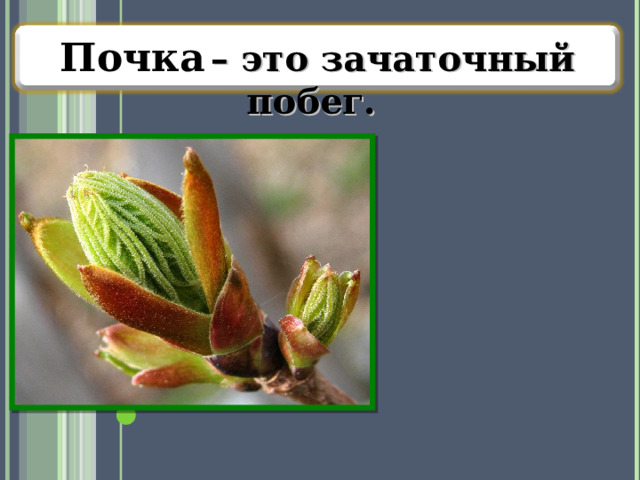 Почка  – это зачаточный побег. 