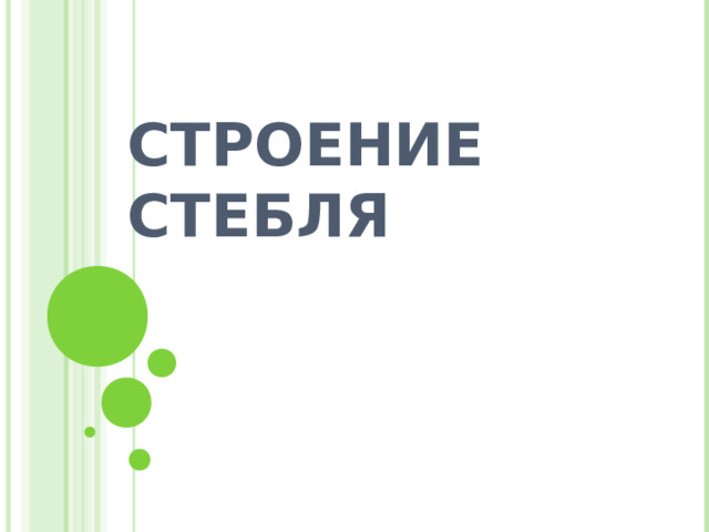 СТРОЕНИЕ СТЕБЛЯ 