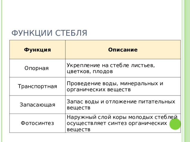 ФУНКЦИИ СТЕБЛЯ Функция  Описание   Опорная Укрепление на стебле листьев, цветков, плодов Транспортная Проведение воды, минеральных и органических веществ Запасающая Запас воды и отложение питательных веществ Фотосинтез Наружный слой коры молодых стеблей осуществляет синтез органических веществ 