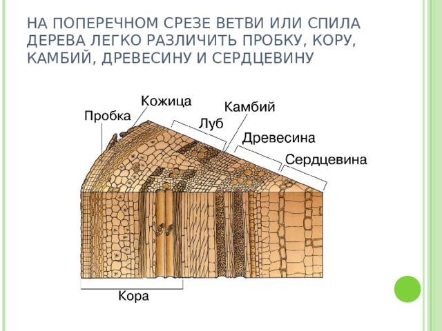 НА ПОПЕРЕЧНОМ СРЕЗЕ ВЕТВИ ИЛИ СПИЛА ДЕРЕВА ЛЕГКО РАЗЛИЧИТЬ ПРОБКУ, КОРУ, КАМБИЙ, ДРЕВЕСИНУ И СЕРДЦЕВИНУ 