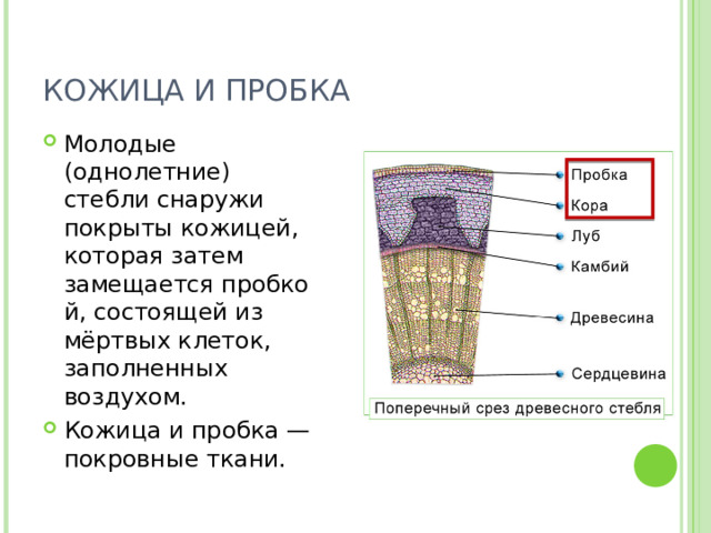 КОЖИЦА И ПРОБКА  Молодые (однолетние) стебли снаружи покрыты кожицей, которая затем замещается пробкой, состоящей из мёртвых клеток, заполненных воздухом. Кожица и пробка — покровные ткани. 